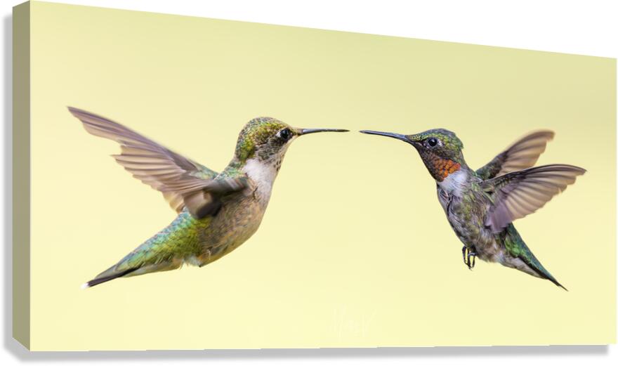 Courtship Canvas Print