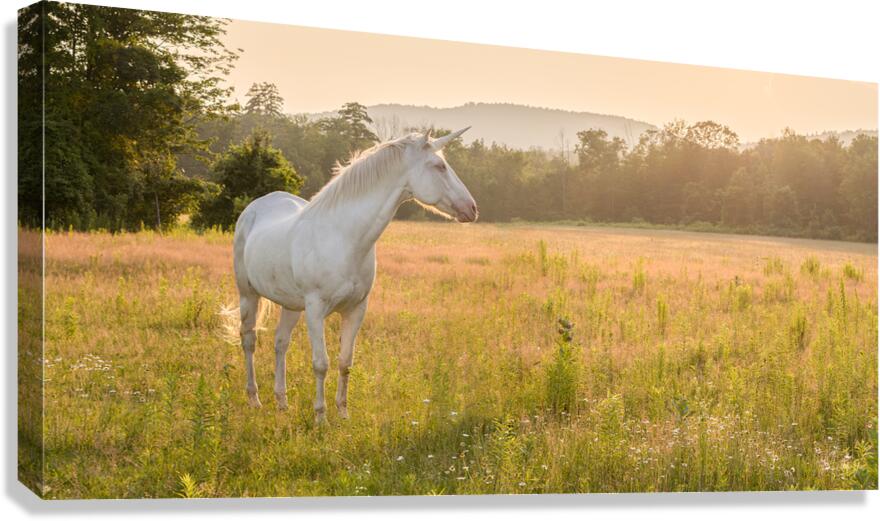 Ataraxia Canvas Print