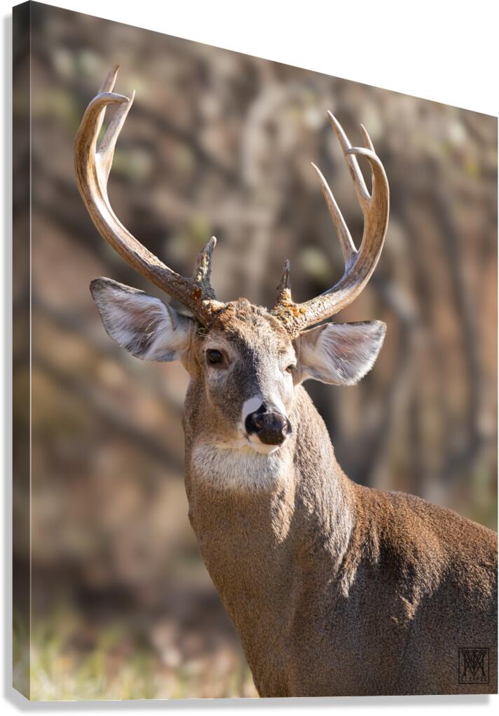 Indomitable Canvas Print
