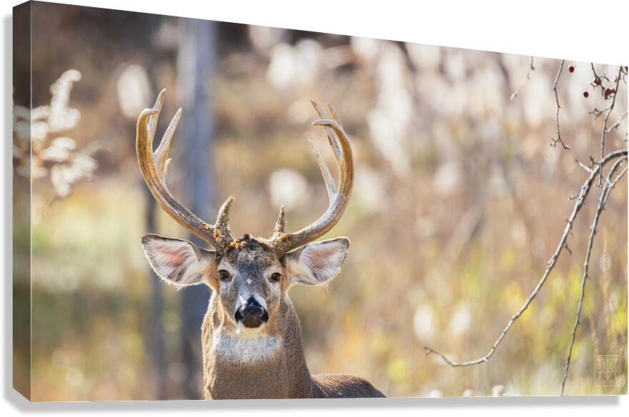 Majestry Canvas Print