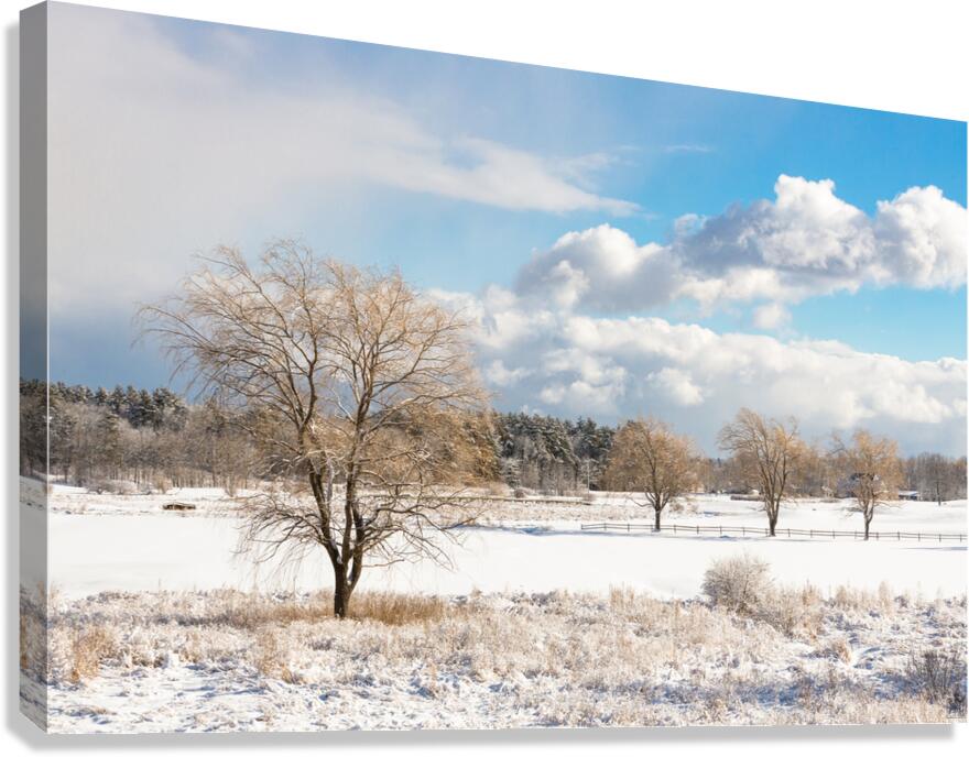Dusted Days Canvas Print