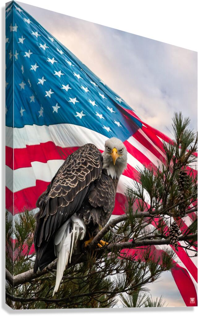 American Eagle Canvas Print