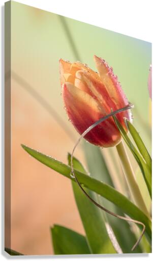 Sprung Canvas Print