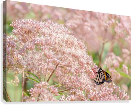 Danaus Wanders Canvas Print