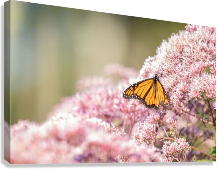 Destiny Determined Canvas Print