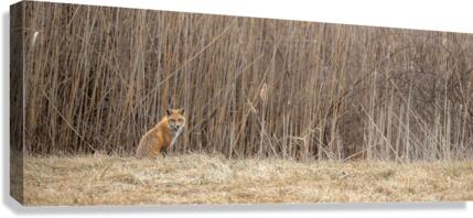 Sly Fox Canvas Print