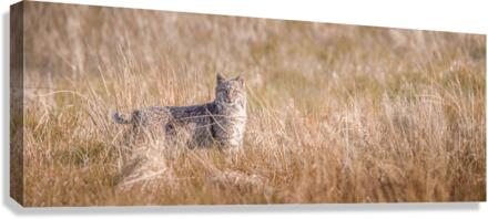 Contact Canvas Print