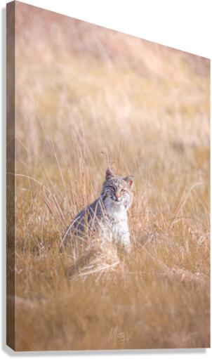 Bobkitty Canvas Print