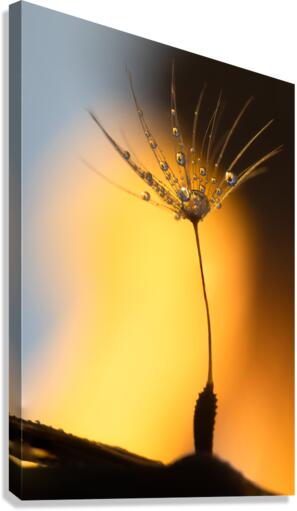 Last Wish Canvas Print