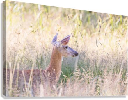 Wandering Canvas Print