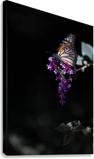 Messenger Canvas Print