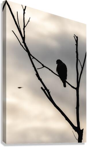 Sentinel Canvas Print