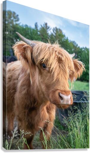 Hay there  Canvas Print