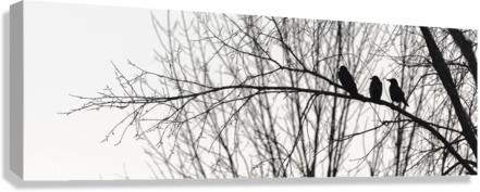 Attempted Murder Canvas Print