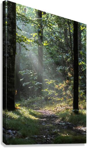 Pathways Canvas Print