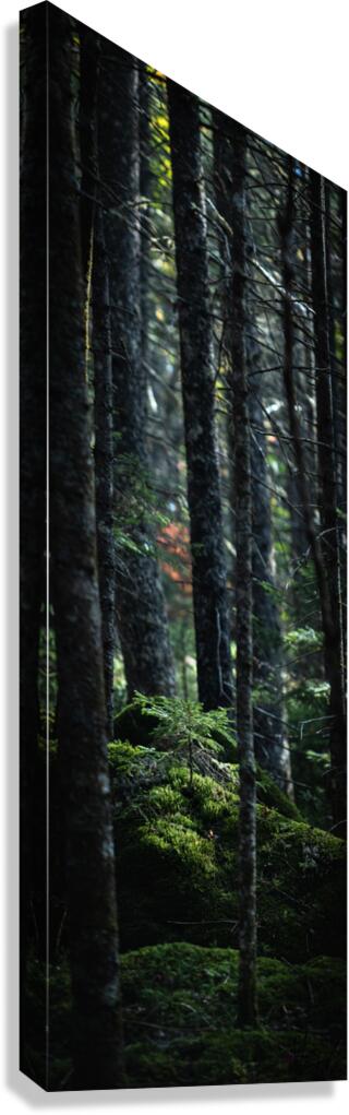 Growth Canvas Print