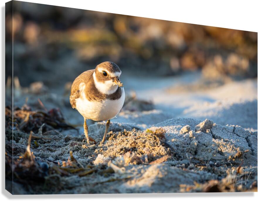 Early Bird Canvas Print