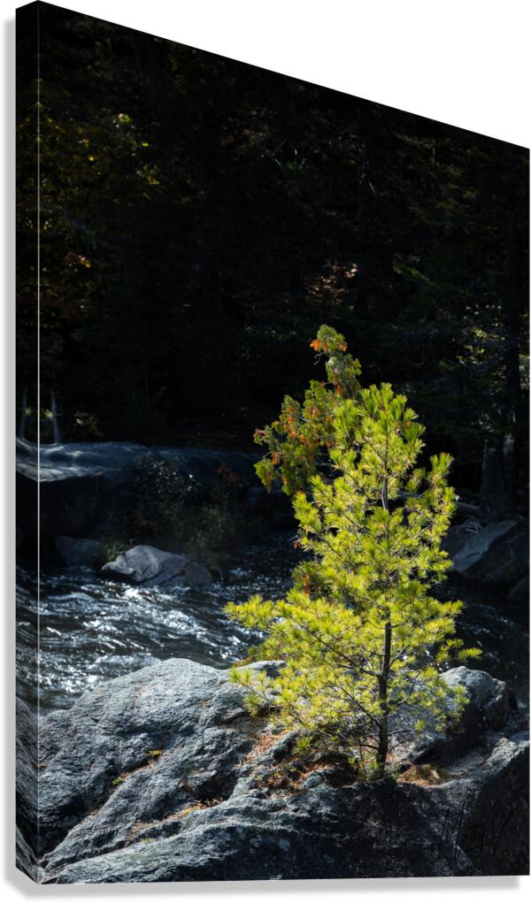 Persistence Canvas Print