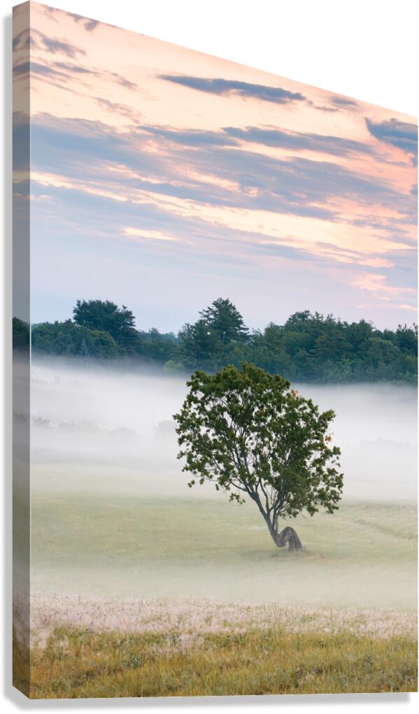 Forlorn Canvas Print