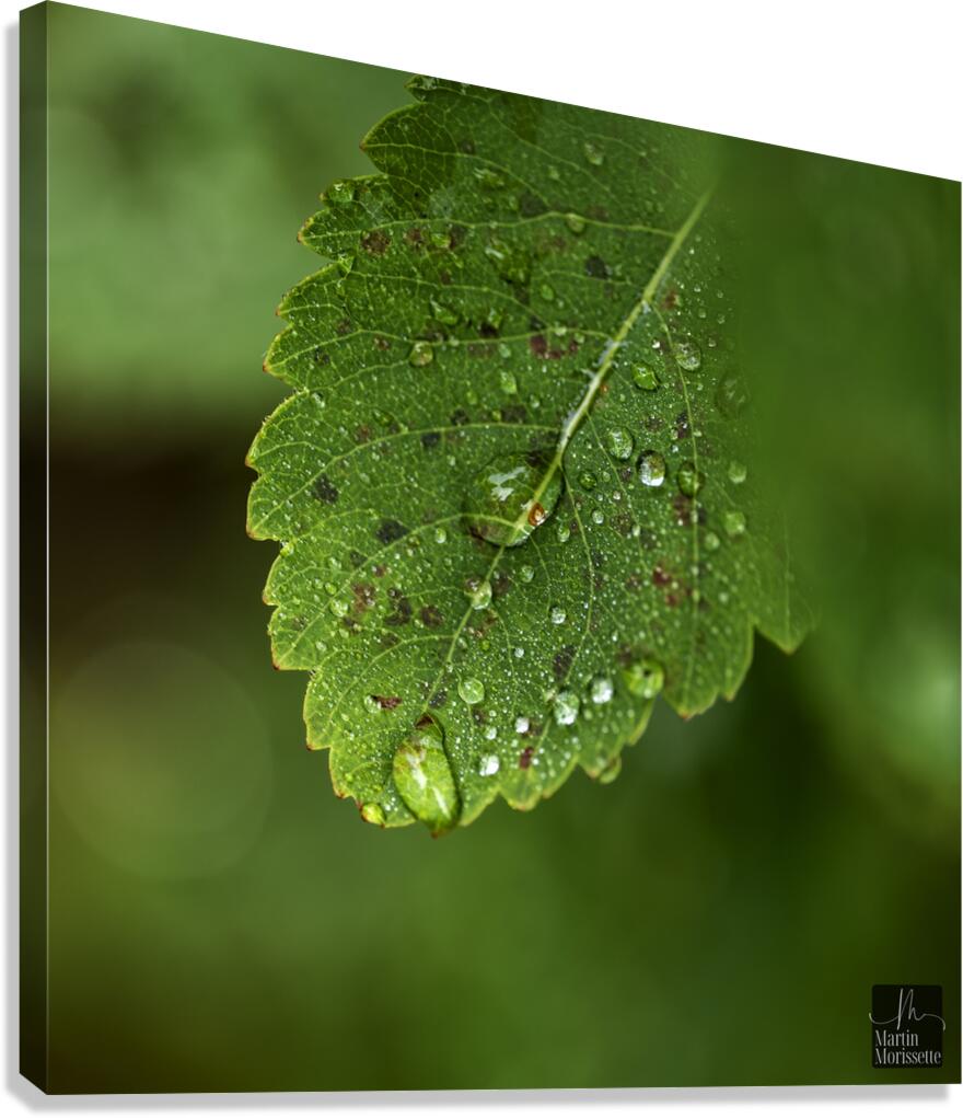 Perle  Canvas Print