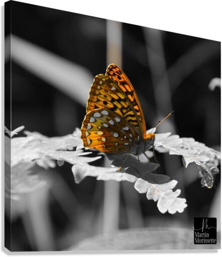 Restez eclaire Canvas Print