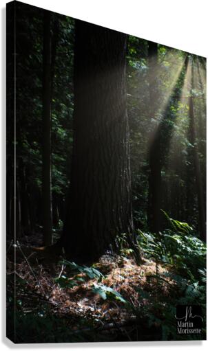 Plenitude Canvas Print