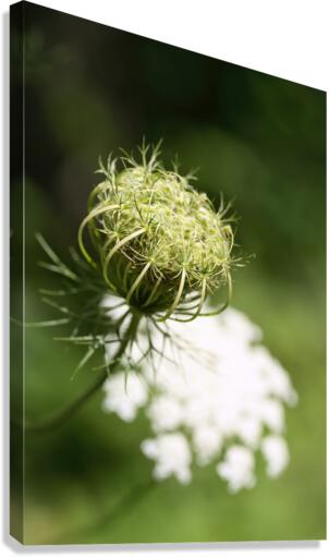 Nature paisible Canvas Print