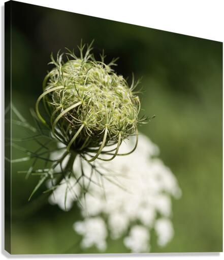 Nature paisible Canvas Print