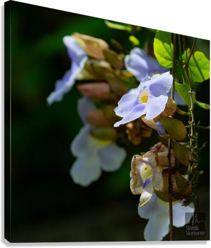 Flora Canvas Print