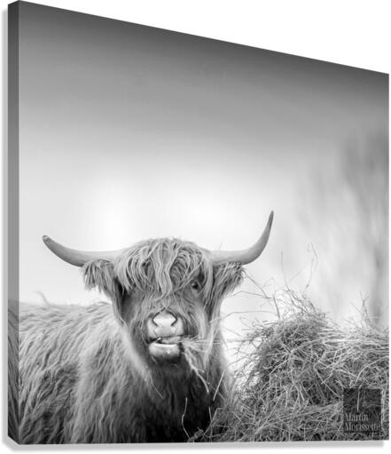 Highland Canvas Print