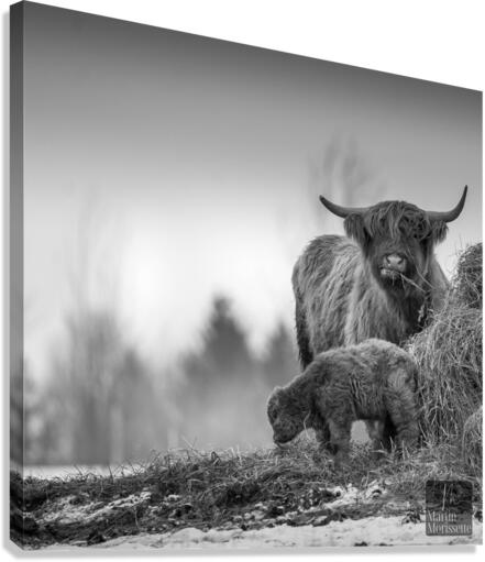 Highland Canvas Print
