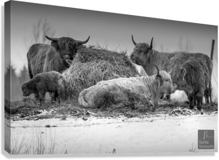 Highland Canvas Print