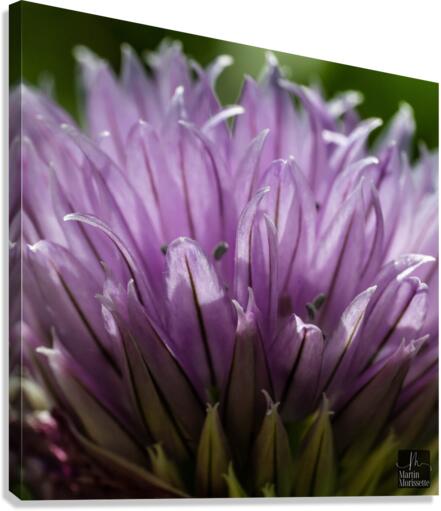 Florail  Canvas Print