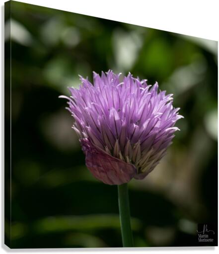 Florail Canvas Print