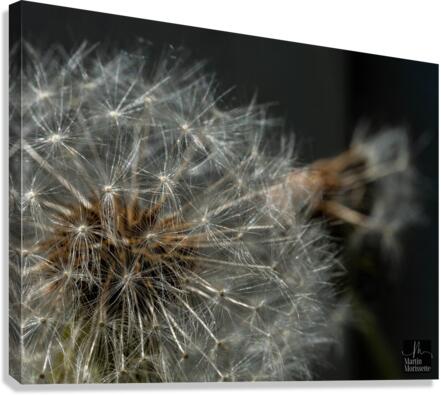 Florail Canvas Print