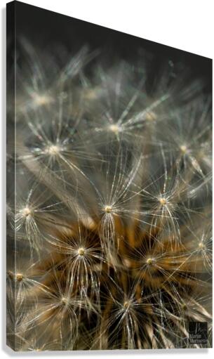 Florail Canvas Print
