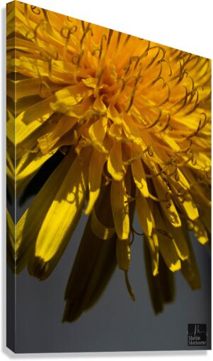 Florail Canvas Print