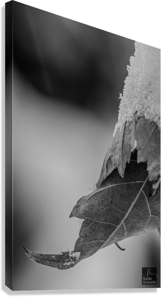 Neige  3 Canvas Print