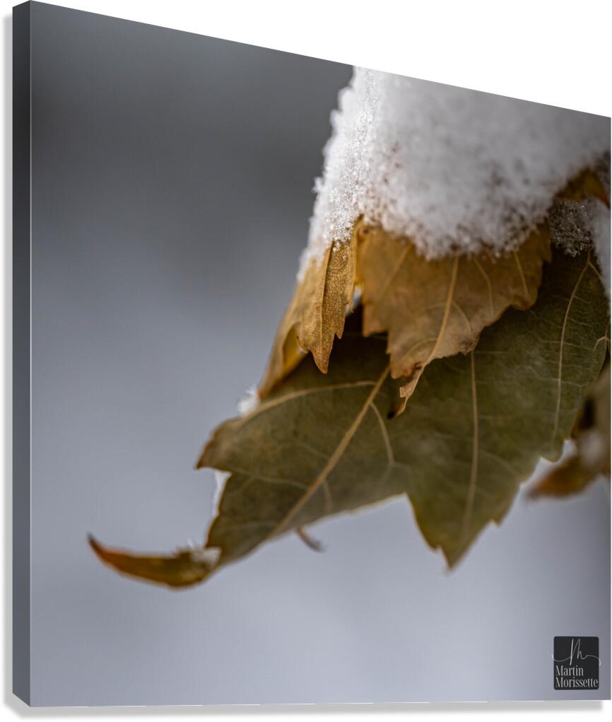 Neige  4 Canvas Print