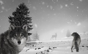 Wolves