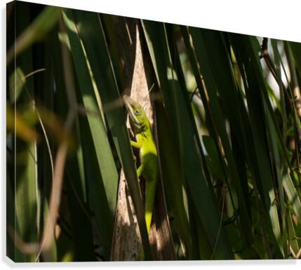 Hello Neighbor Canvas Print