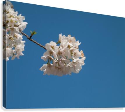 Funny Clouds Canvas Print