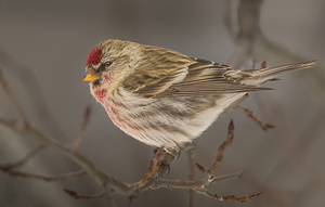 CF - WINTER RED - Redpoll Finch Print