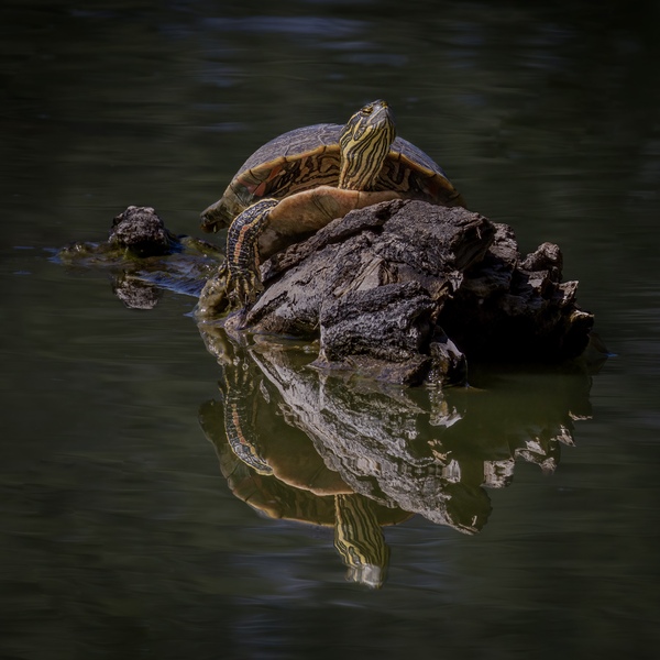 AZ - DOUBLE TAKE - Turtle Print by In Search Of Wild