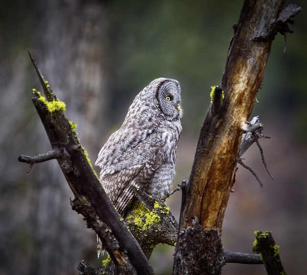 BM - MOSSY LOOKOUT - Great Grey Owl Print by In Search Of Wild
