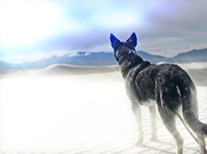 Desert