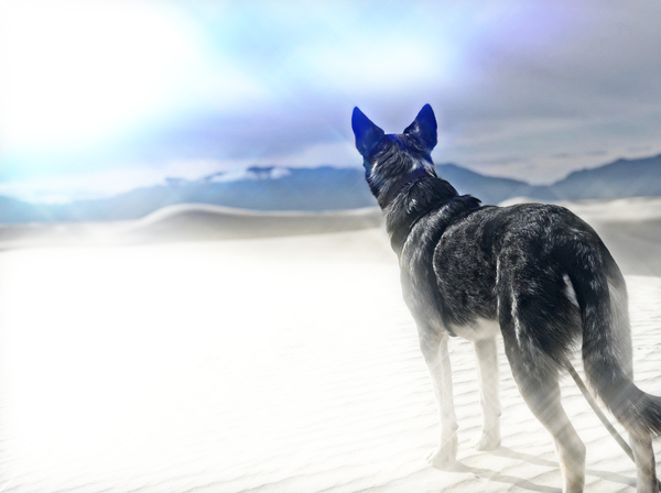 Desert by geoffreyhyde