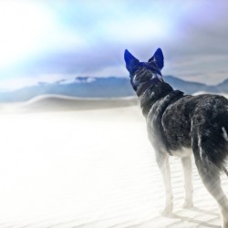 Desert
