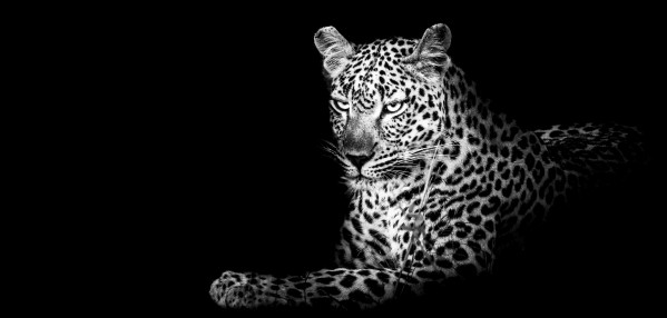 Leopard Lounging Print