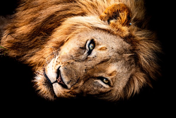 Lion Print